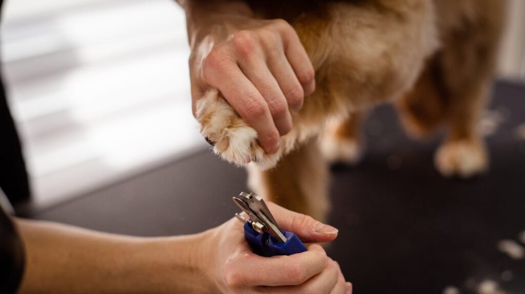 Trimming Tips: How to Trim Dog Nails Without Stress