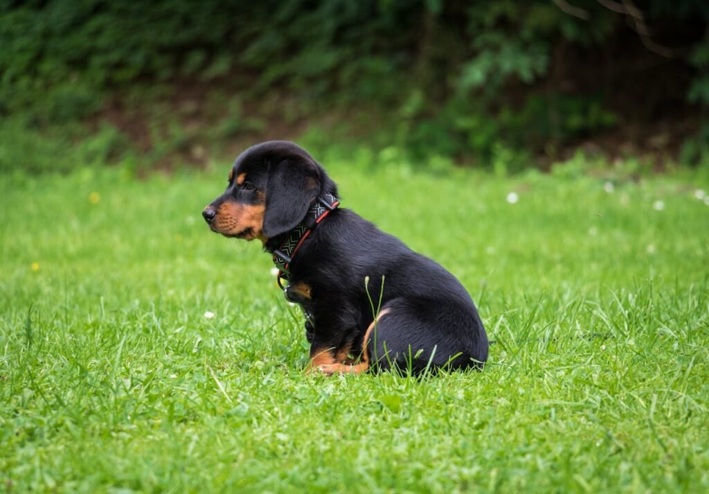 The Top Small Dog Breeds for Apartment Living