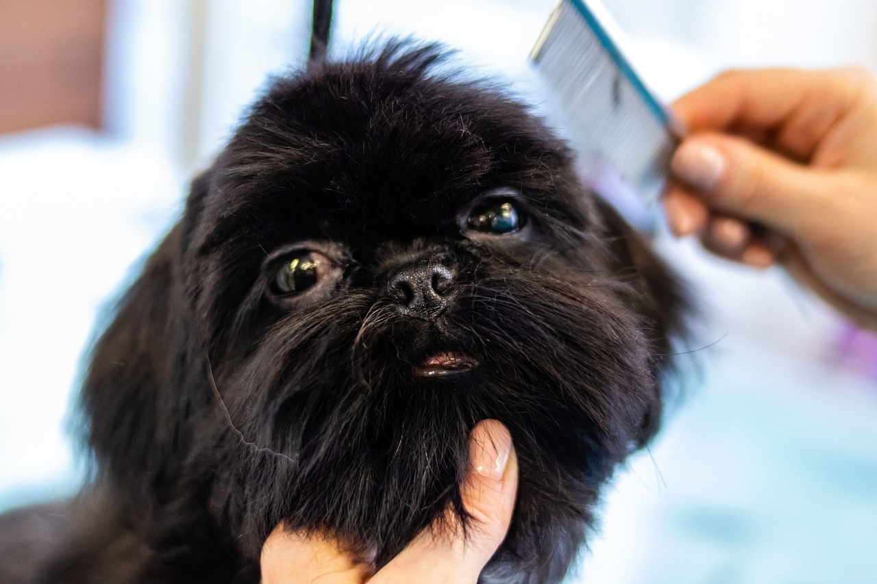 The Importance of Pet Grooming: Keeping Your Pet Healthy