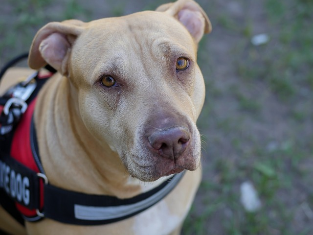 How often do dogs need rabies vaccine?