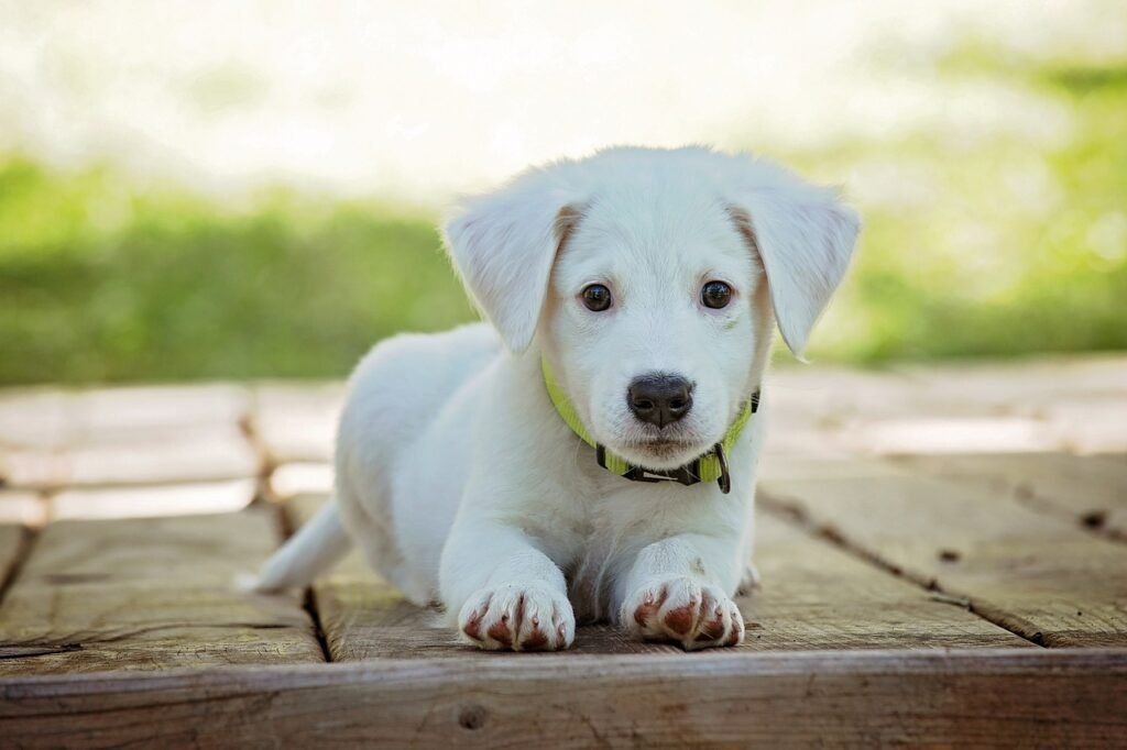 Puppy Shot Guide: Essential Vaccinations for a Healthy Start