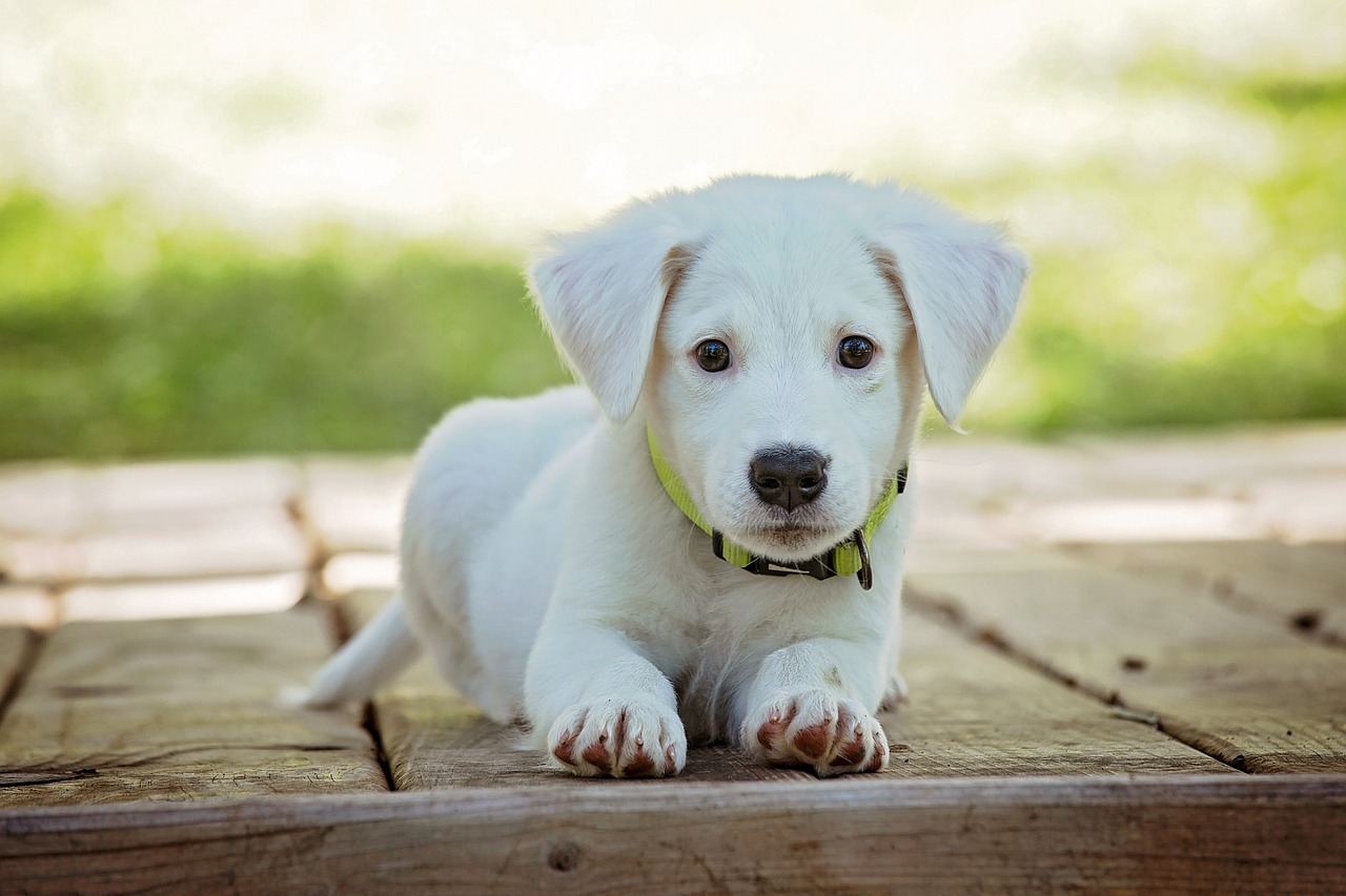 Puppy Shot Guide: Essential Vaccinations for a Healthy Start