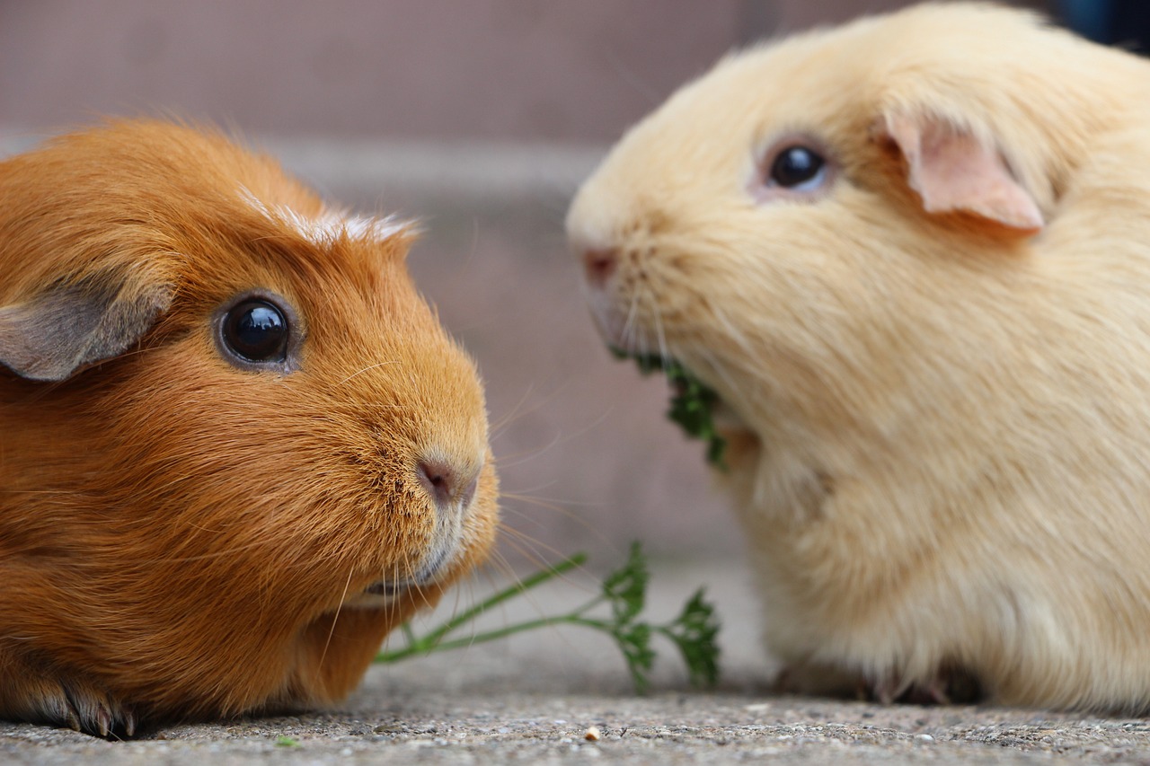 A Complete Guide to Guinea Pig Care Tips from the Vet Experts