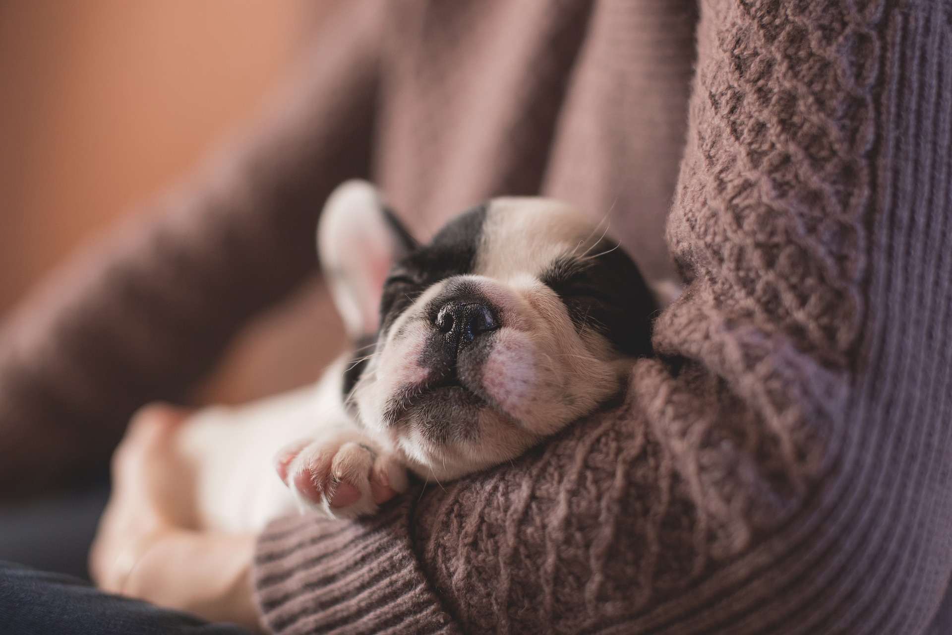 Signs of Puppy Teething and How to Help