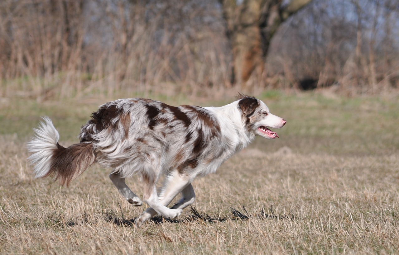 How to Prevent Heatstroke in Dogs: Essential Summer Tips