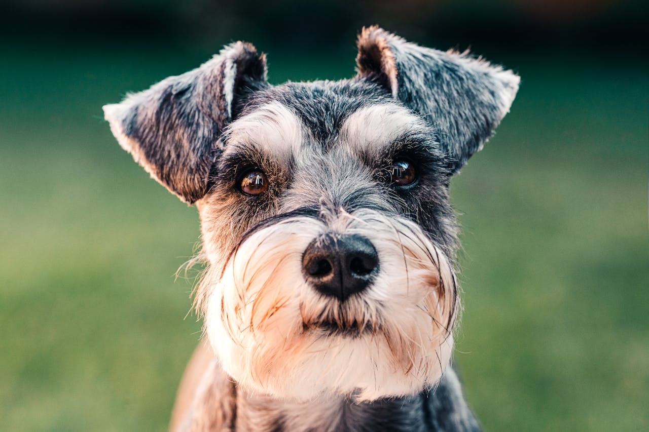 Everything You Need to Know About the Terrier Dog Breed