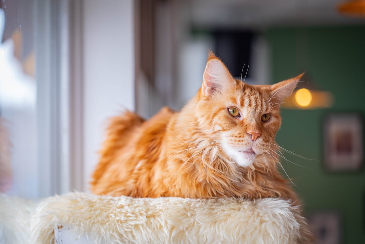 Why Maine Coon Cats Make the Perfect Family Pet: A Comprehensive Guide