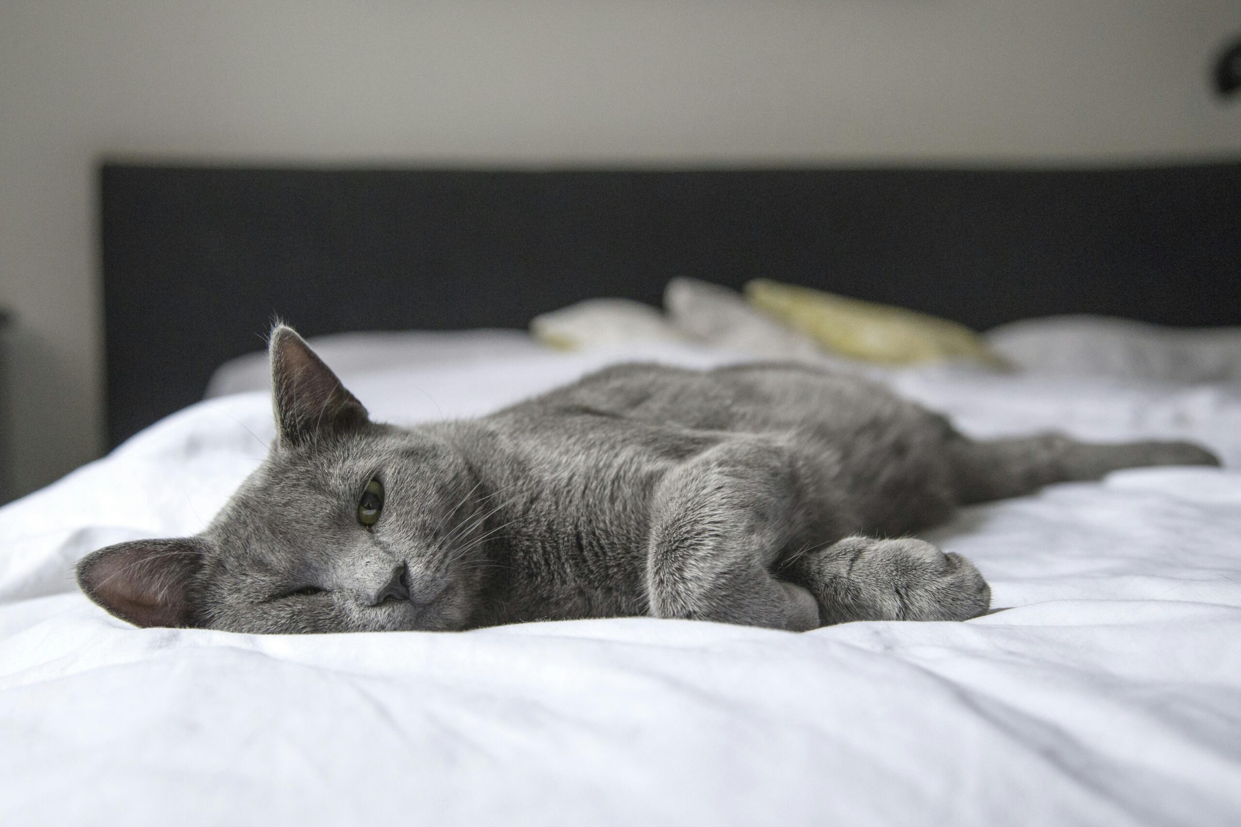 Feline Leukemia: How This Virus Affects Cats and How to Prevent It