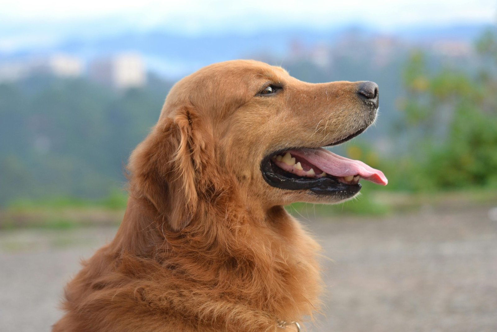 Is Your Dog at Risk? Recognizing the Early Signs of Leptospirosis