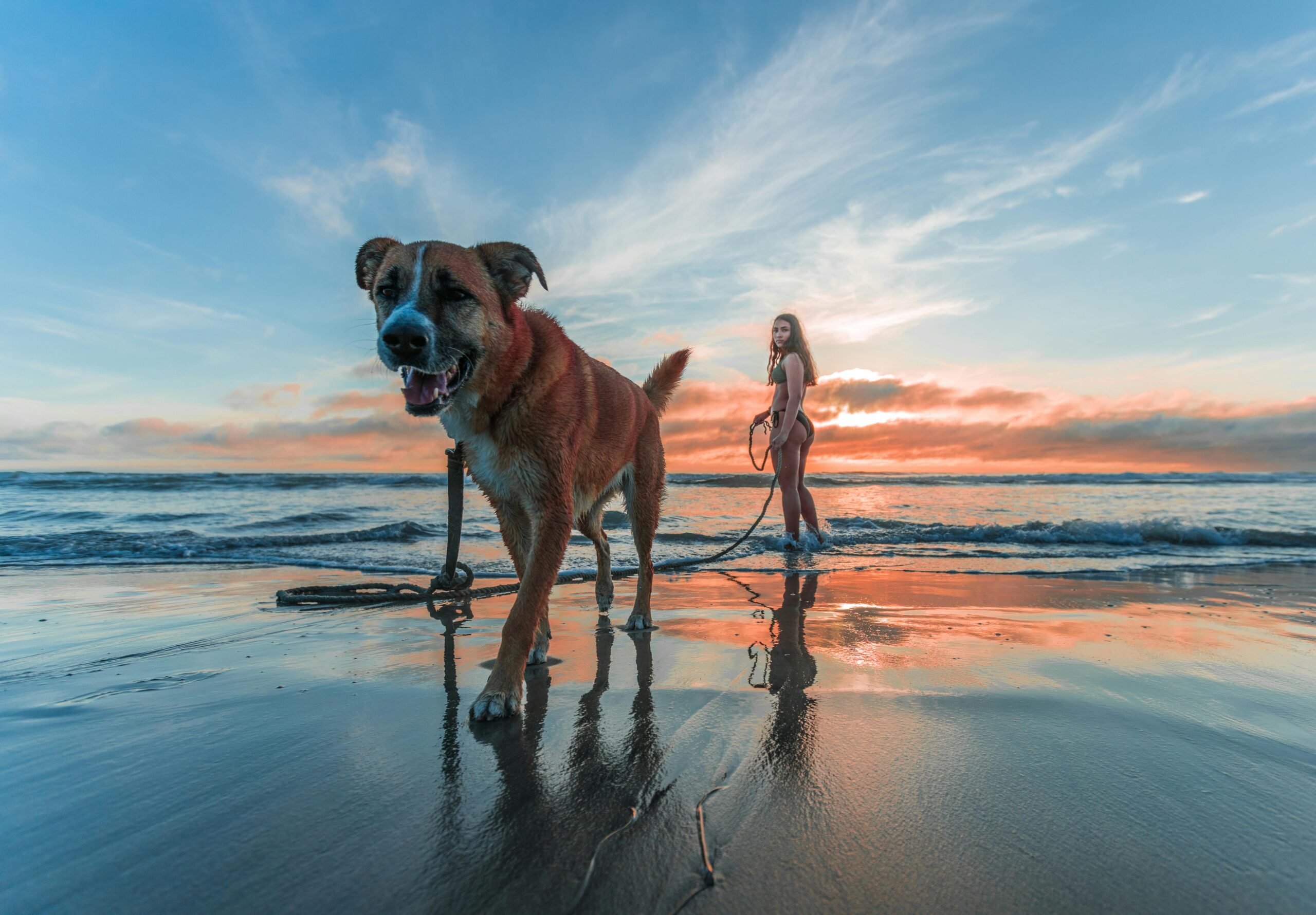 Dental Cleaning for Dogs: Why It’s Essential for Your Dog