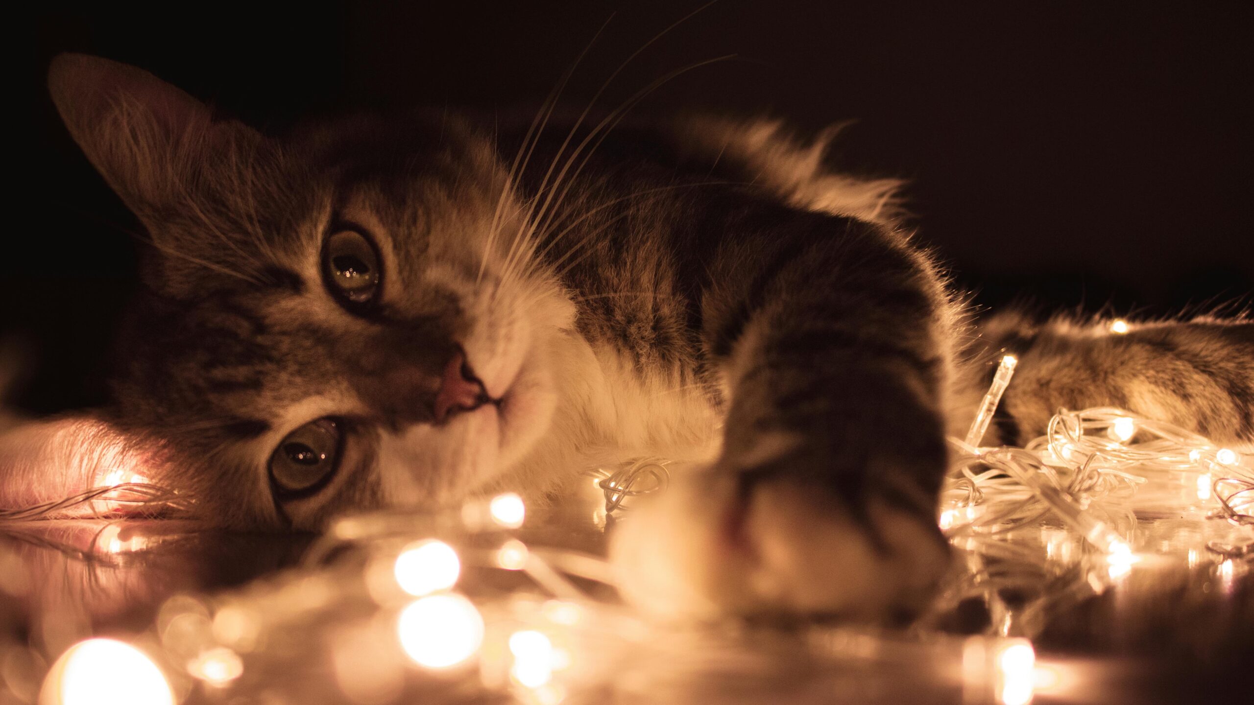 Diseases from Cat Scratches: Risks and Prevention Tips for Pet Owners