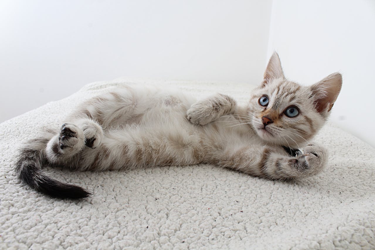 Soft Tissue Surgery: Addressing Lumps, Wounds, and Abscesses in Your Pet