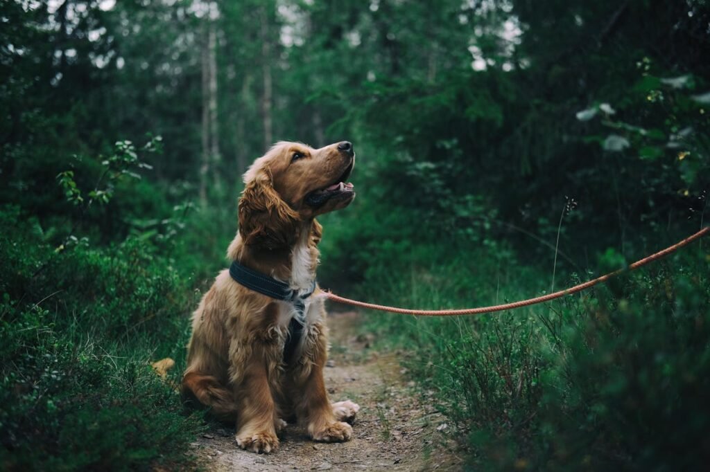 why a wellness program is essential for your pet's long-term health