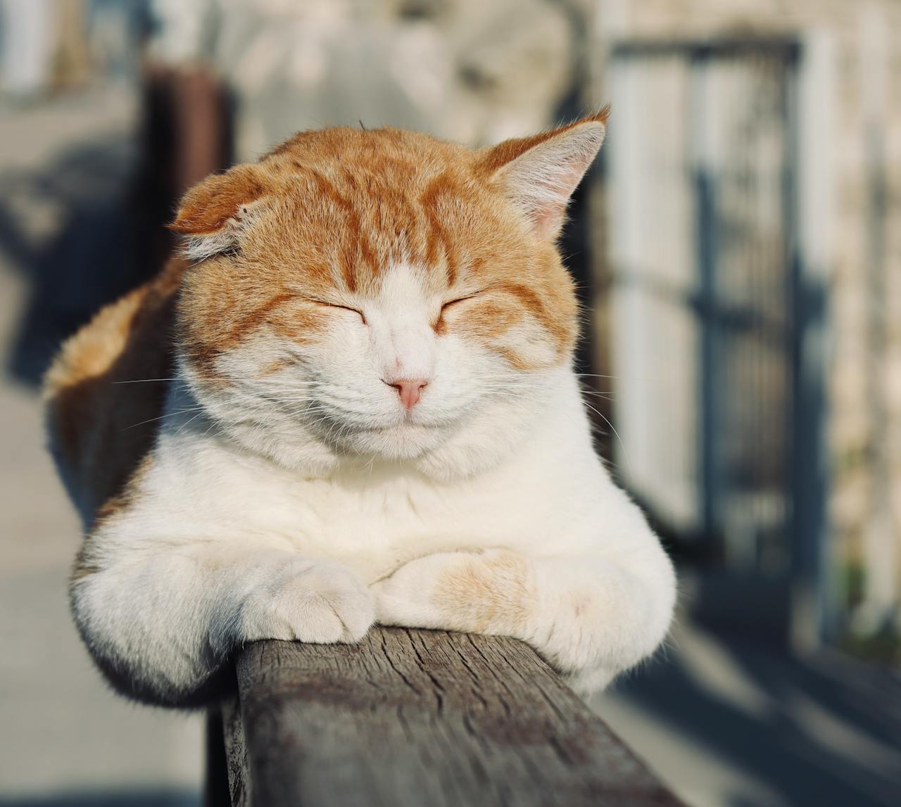 Is your pet overweight? tips to manage and prevent obesity in pets