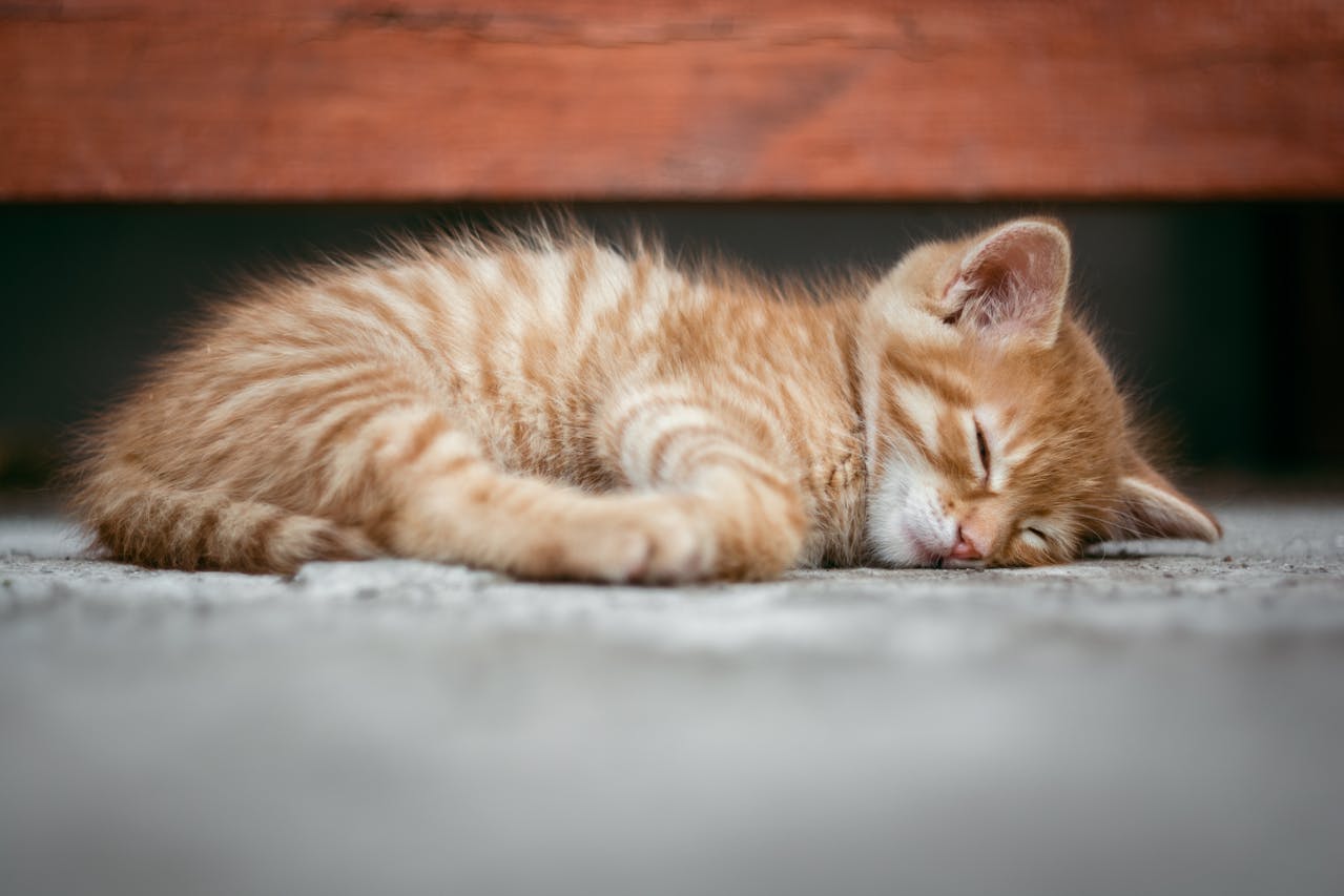 Kidney Disease in Cats: Causes, Symptoms, and Treatment Options