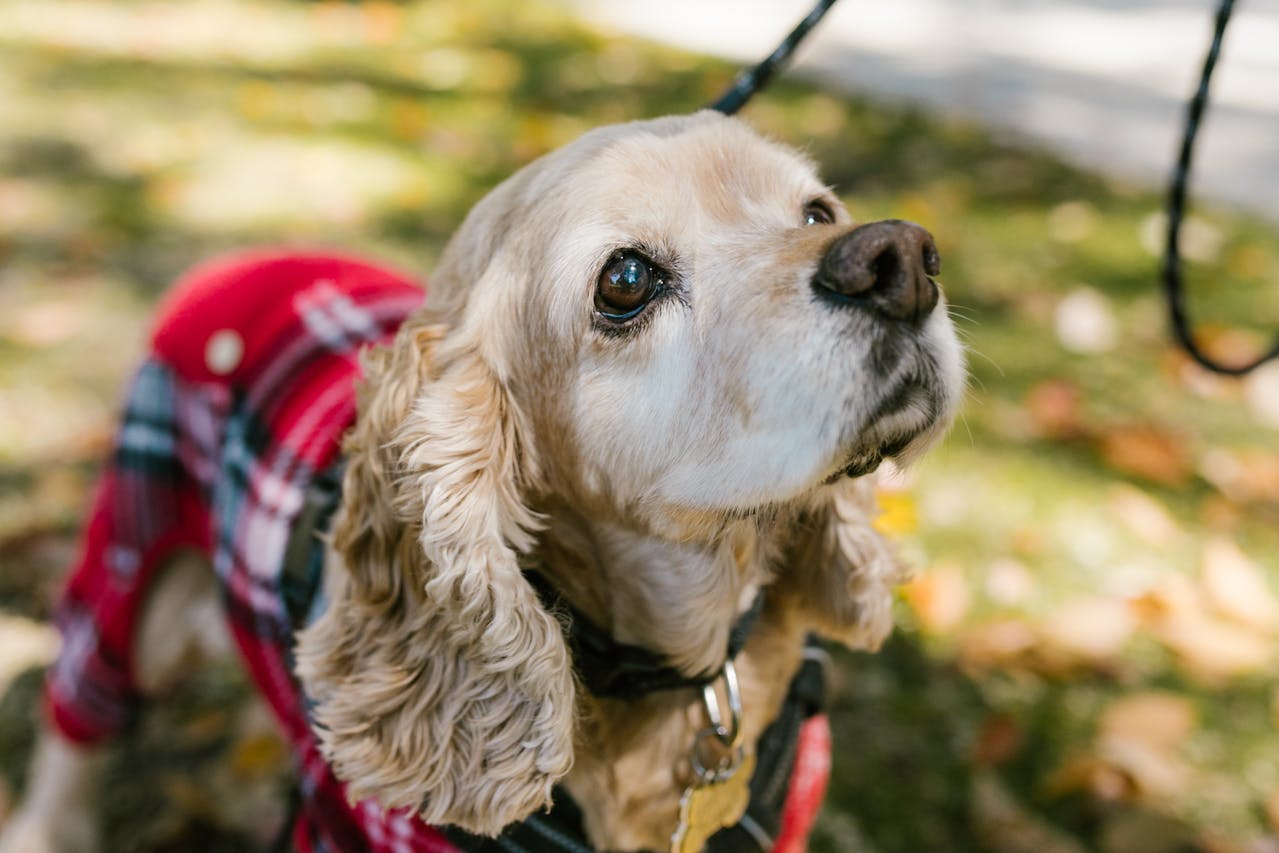 Daytime Emergencies: How Killarney Animal Hospital Can Help