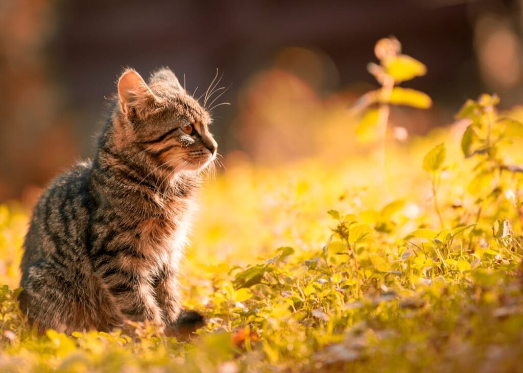 Dematting Cats: Keeping Your Feline's Coat Healthy and Pain-Free