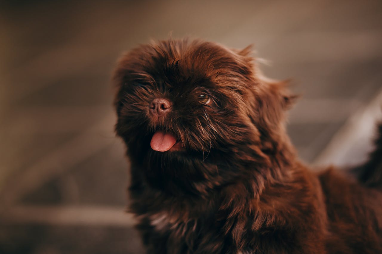 How to protect your pet from fleas, ticks, and heartworms