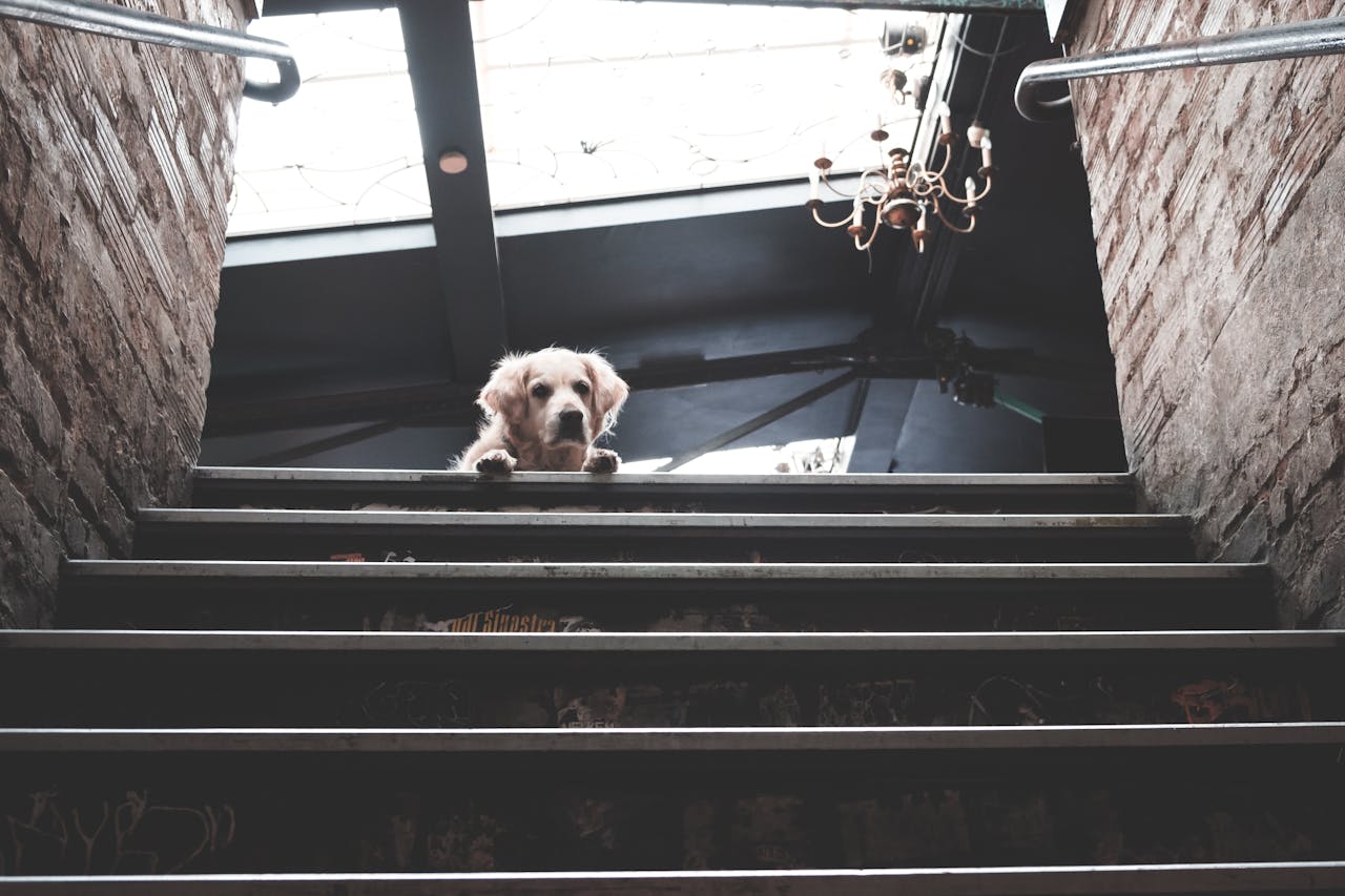 Is Your Pet Limping? When Surgery Might Be Needed for Joint Problems