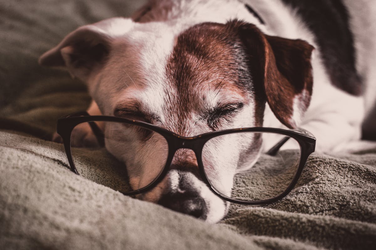 Canine Hip Dysplasia: How to Manage Pain and Improve Mobility