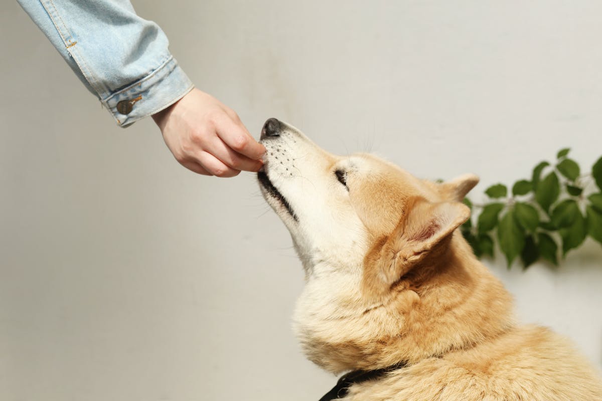The Dangers of Raw Diets for Dogs and Cats: What Pet Owners Need to Know