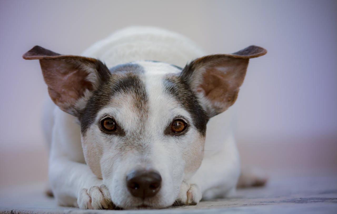 Top 5 Breeds Prone to Hip Dysplasia