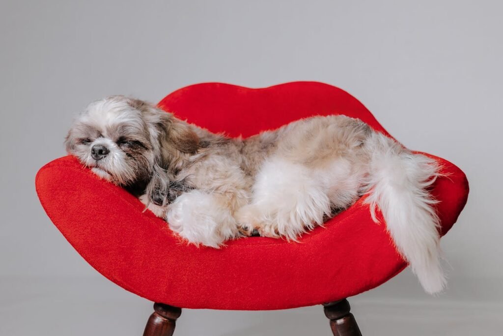 Tips for Raising a Happy and Healthy Shih Tzu in Vancouver