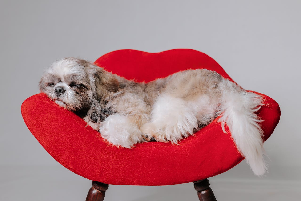 Tips for Raising a Happy and Healthy Shih Tzu in Vancouver