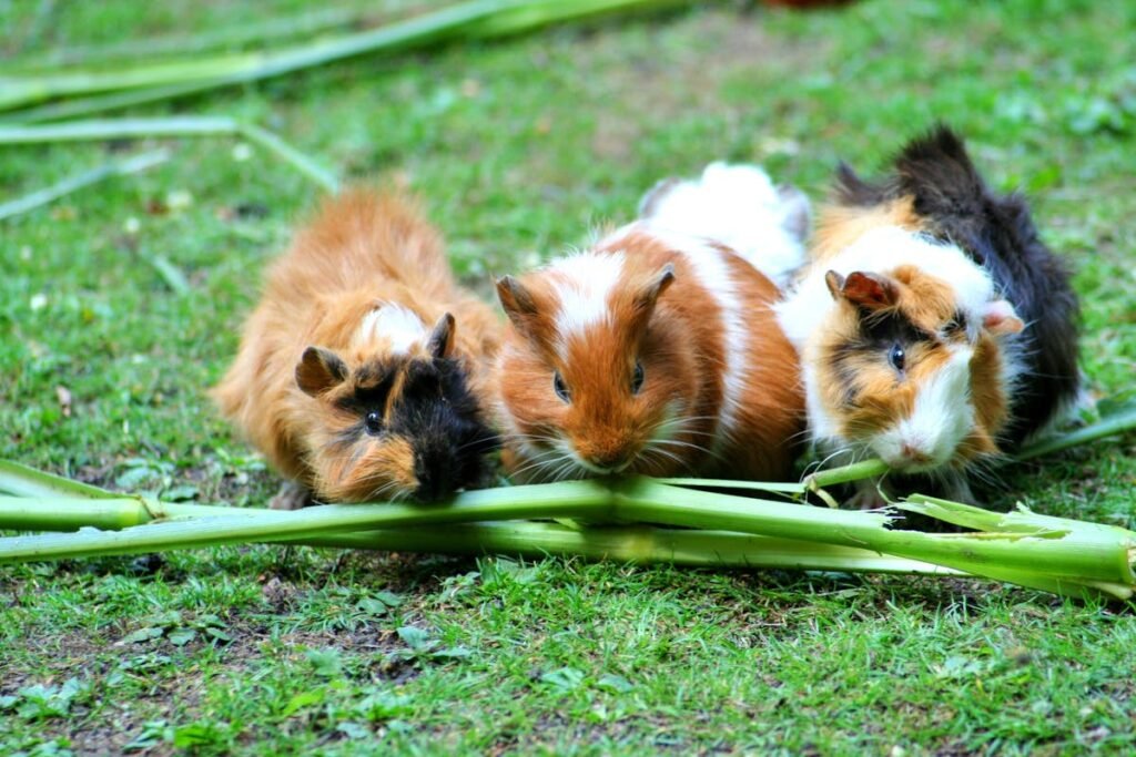 Why Guinea Pigs Need Vitamin C in Their Diet