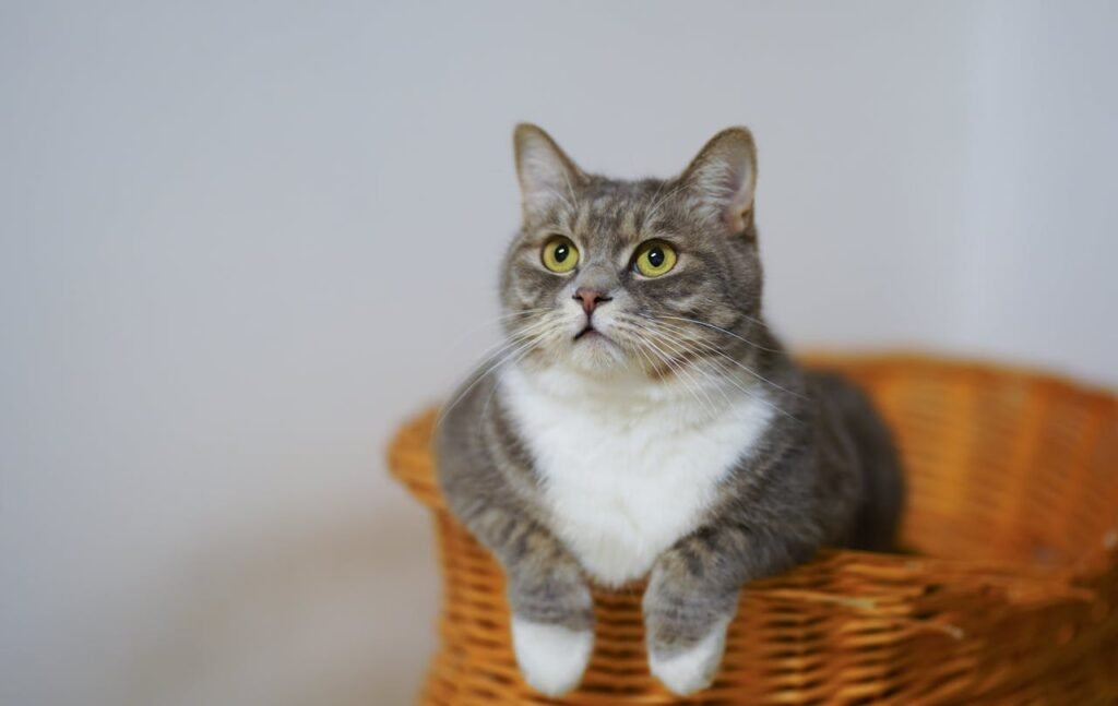 Hyperthyroidism in Older Cats: Signs and Treatments