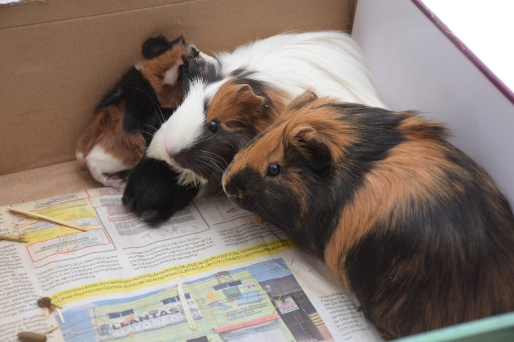 How to Spot Respiratory Infections Early in Guinea Pigs