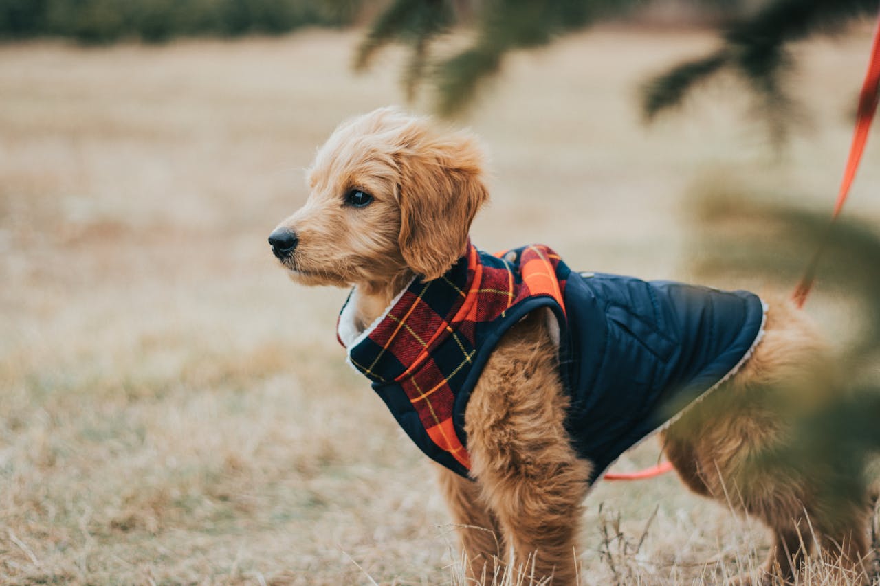 Are Goldendoodles as Low-Maintenance as They Say?