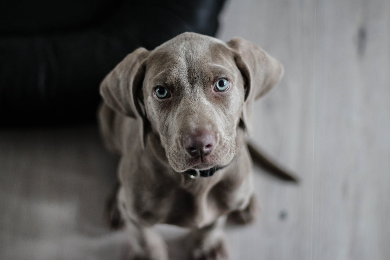What Every Pet Owner Should Know About Zoonotic Diseases