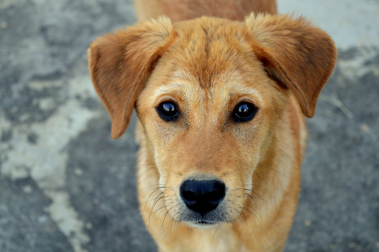 Is Your Dog Losing Weight Suddenly?