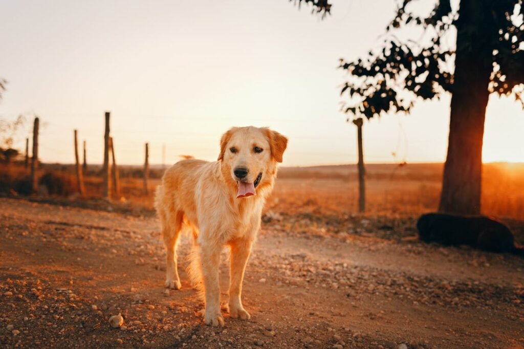 Golden Retriever Allergies: Why This Breed Is Prone and How to Manage It
