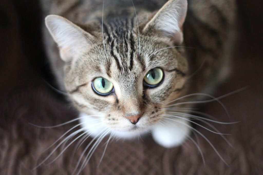 Hyperthyroidism in Older Cats: Why It’s So Common and What You Can Do