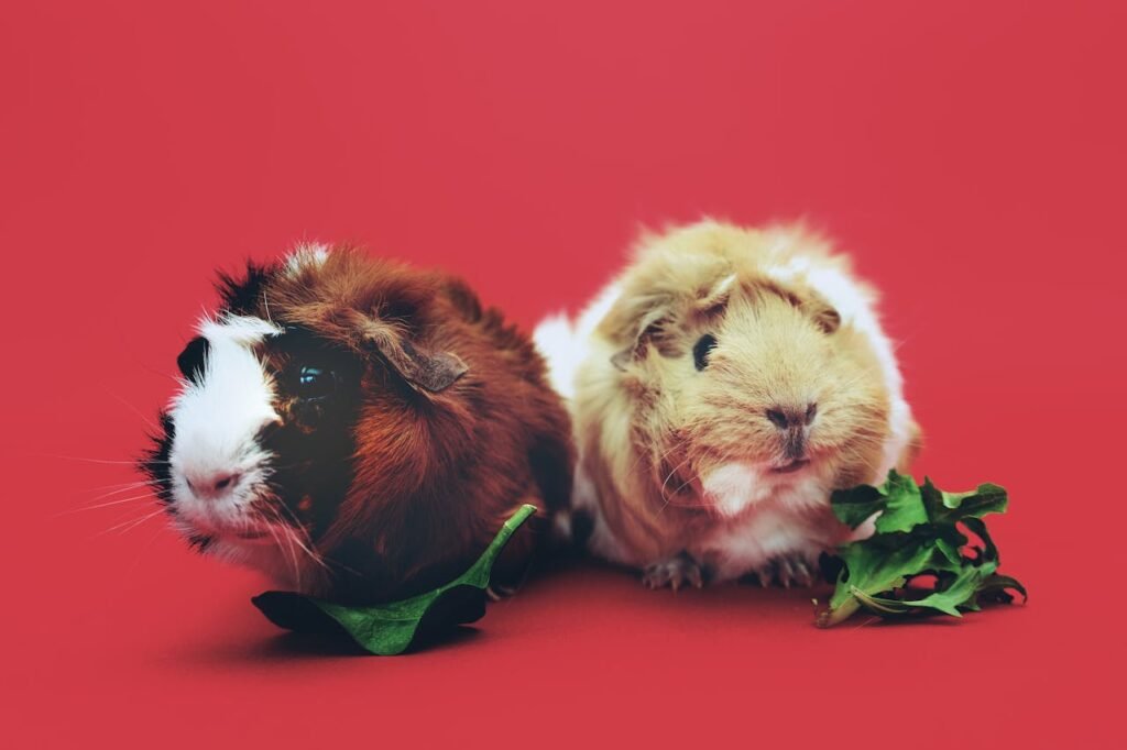 Dental Overgrowth in Guinea Pigs: The Silent Health Issue You Can’t Ignore