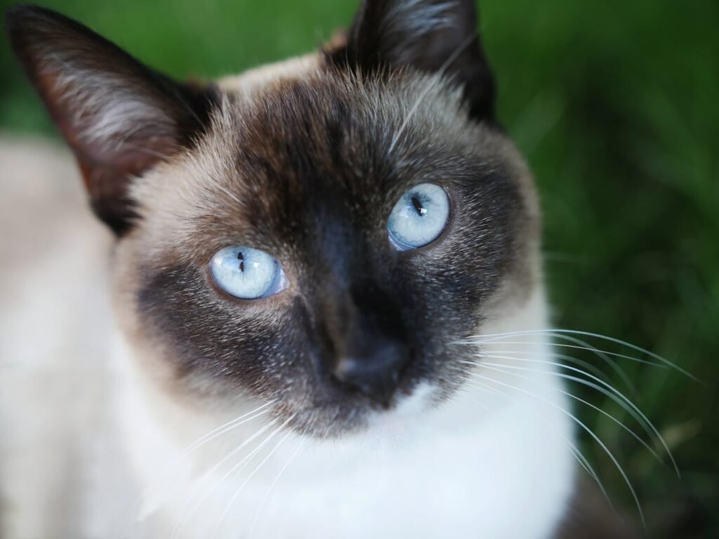 Why Siamese Cats Are Prone to Respiratory Problems