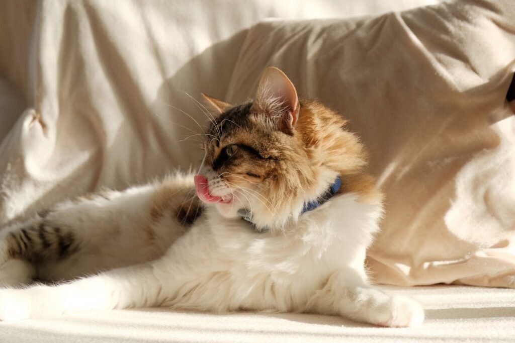 Understanding Congenital Heart Defects in Puppies and Kittens