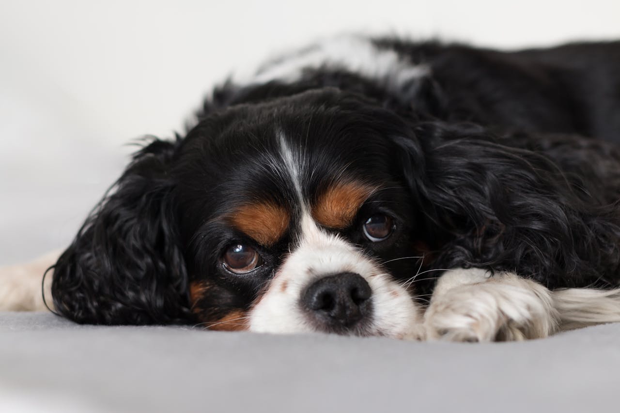 How to Create a Pet-Friendly Home Environment