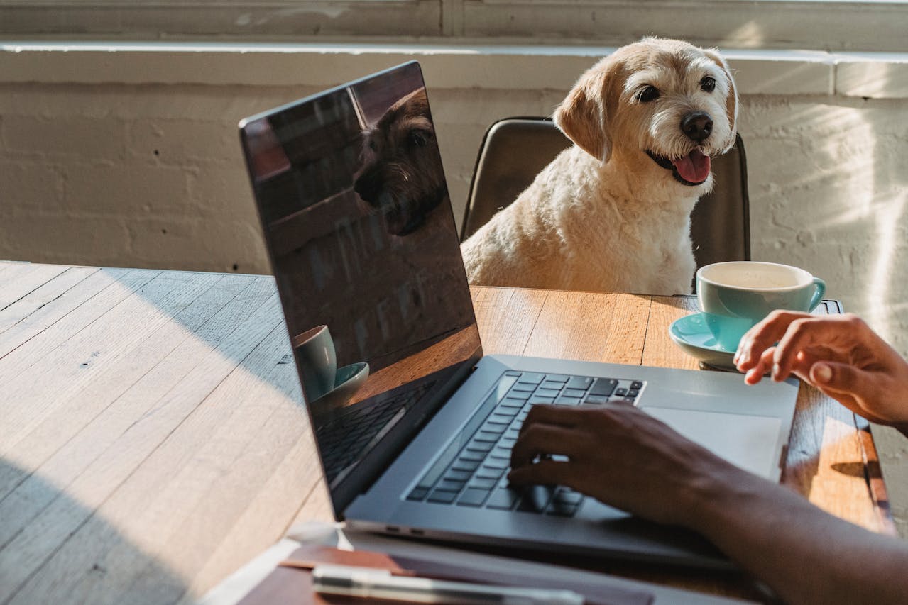 How to Choose the Right Pet Insurance Plan | Killarney Animal Hospital