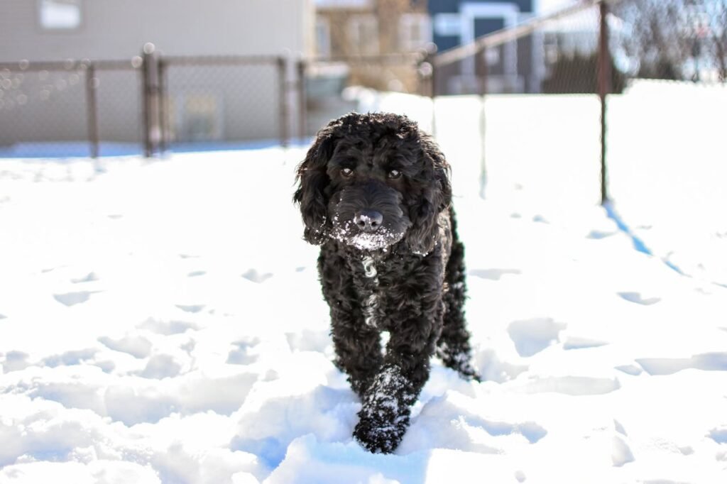 Cold Weather Risks For Pets And How To Prevent Them