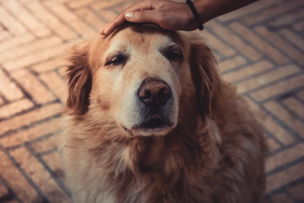 Cognitive Dysfunction In Older Pets Explained