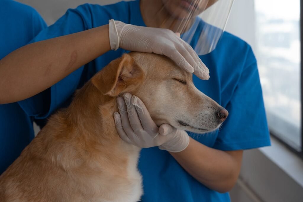 Common Vet Visit Myths Pet Owners Still Believe