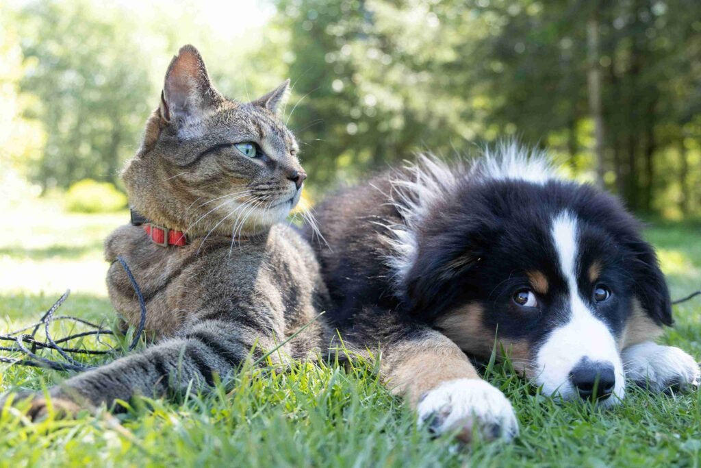 senior pet care East Vancouver
