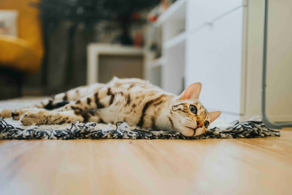 cat spay neuter East Vancouver