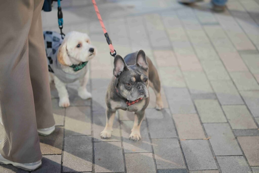 dog vaccinations East Vancouver