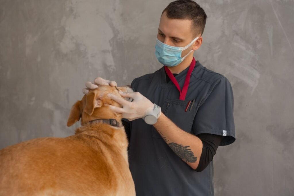 Veterinarian checking a lump on a pet