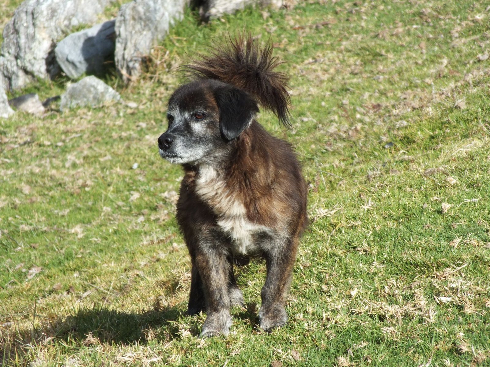 A cute black dog stands on grassy terrain, basking in the sunlight.