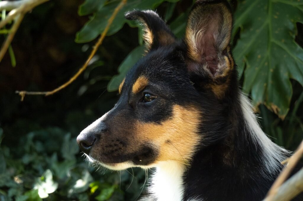 Side profile of an adorable Border Collie puppy surrounded by lush green foliage.
